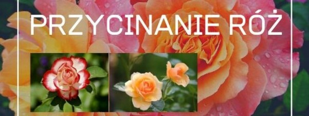 Przycinanie róż - kiedy i jak to robić?