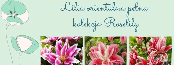 Lilia orientalna pełna - kolekcja Roselily