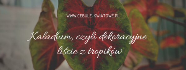 Kaladium - obraźnica, czyli dekoracyjne liście z tropików