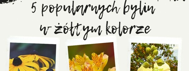 5 popularnych bylin w żółtym kolorze