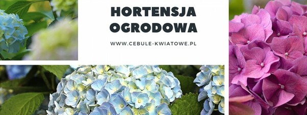 Hortensja ogrodowa - jak sadzić, dbać i pielęgnować?