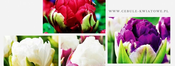 Tulipany lodowe - zachwycające kształty i barwy