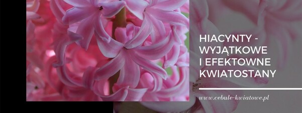 Hiacynty - wyjątkowe i efektowne kwiatostany