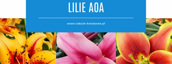 Lilie AOA - poznaj wyjątkowe lilie azjatycko-orientalne