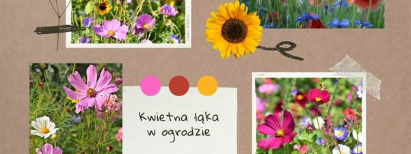 Kwietna łąka w ogrodzie - jak założyć oraz pielęgnować?