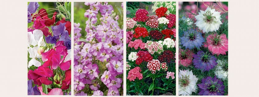 Pięknie pachnący ogród - jakie nasiona kwiatów pachnących wybrać?