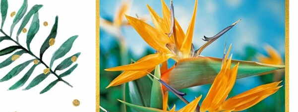 Egzotyczne nasiona w naszej ofercie