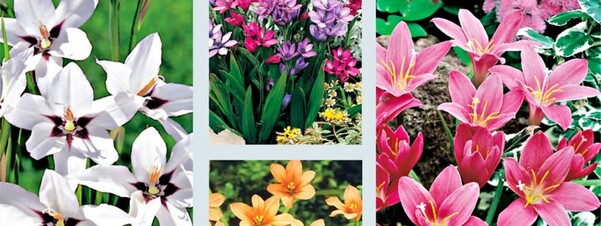 Kwiaty drobnocebulowe - urocze ozdoby każdego ogrodu