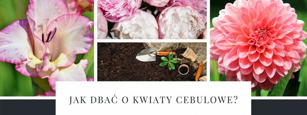 Jak dbać o kwiaty cebulowe by lepiej rosły i dłużej kwitły?
