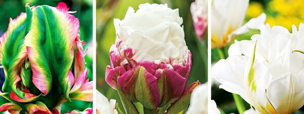 Tulipany - ulubione gatunki naszych klientów