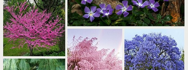 5 krzewów ozdobnych do Twojego ogrodu