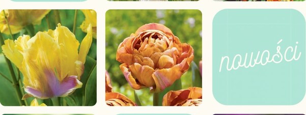 Tulipany - 5 nowości w ofercie na jesień 2021