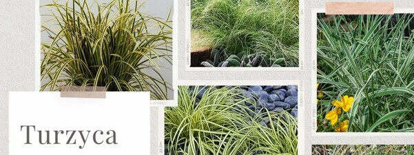 Turzyca trawa ozdobna zimozielona - odmiany, uprawa i pielęgnacja