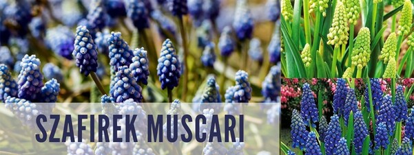 Szafirek-muscari - najpiękniejsze odmiany do Twojego ogrodu