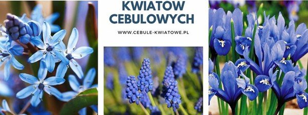 5 wiosennych niebieskich kwiatów cebulowych