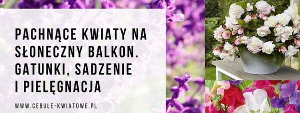 Pachnące kwiaty na słoneczny balkon. Gatunki, sadzenie i pielęgnacja