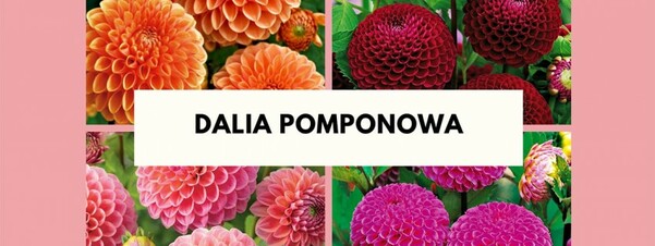 Dalia pomponowa - sadzenie, pielęgnacja i popularne gatunki