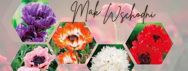 Mak wschodni - wyjątkowe byliny na słoneczne stanowiska