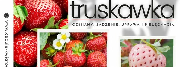 Truskawka - odmiany, sadzenie, uprawa i pielęgnacja