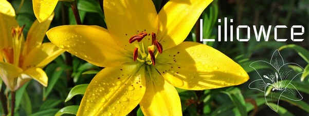 Liliowce - byliny łatwe w uprawie i długokwitnące