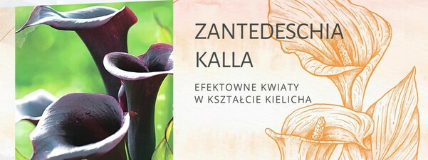 Cantedeskia Calla - efektowne kwiaty w kształcie kielicha