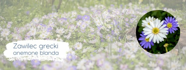 Zawilec grecki (anemone blanda) - wdzięczna i powabna ozdoba ogrodu