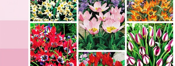 Tulipany botaniczne - naturalna i wczesnokwitnąca odmiana tulipanów