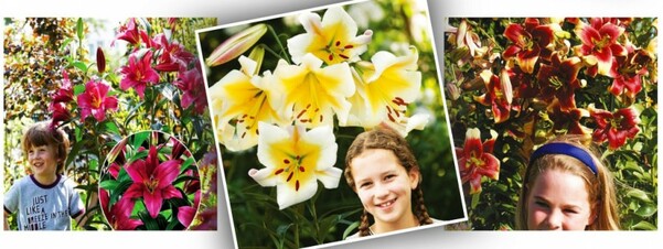 Orienpety - czyli lilie drzewiaste OT