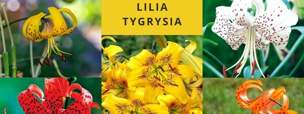 Lilia tygrysia - sadzenie, wymagania i pielęgnacja