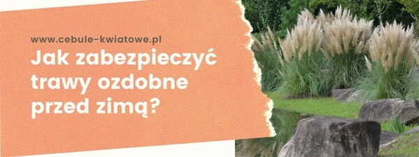 Jak zabezpieczyć trawy ozdobne przed zimą?