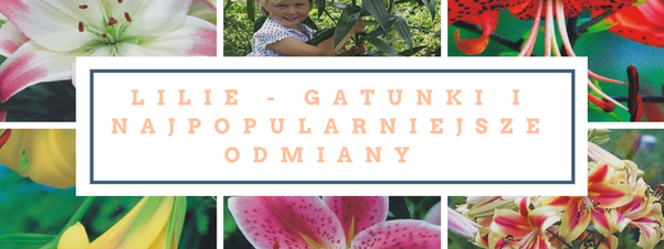 Lilie - gatunki i najpopularniejsze odmiany