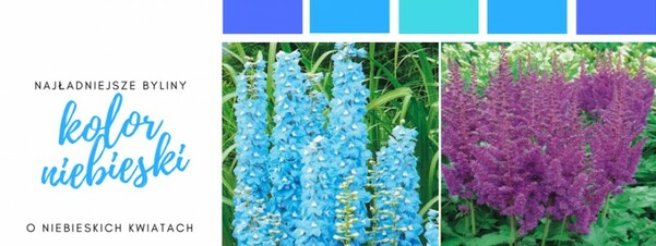 Najładniejsze byliny o niebieskich kwiatach 