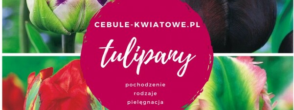 Tulipany – pochodzenie, rodzaje, pielęgnacja