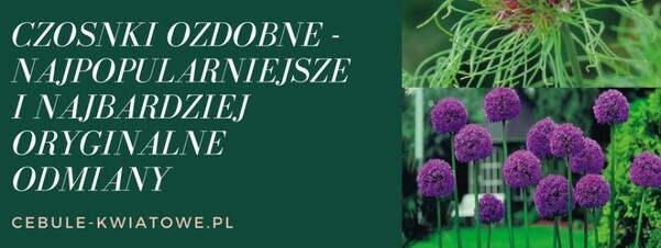 Czosnki ozdobne - najpopularniejsze i najbardziej oryginalne odmiany