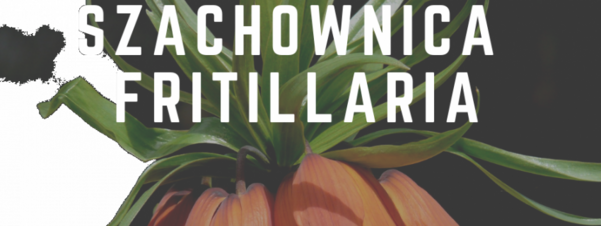 Szachownica Fritillaria - wszystko co warto o niej wiedzieć
