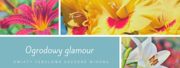 Ogrodowy glamour - kwiaty cebulowe sadzone wiosną
