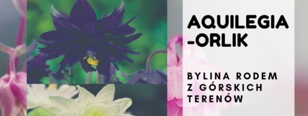 Aquilegia-Orlik - bylina rodem z górskich terenów