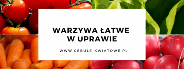 Warzywa łatwe w uprawie