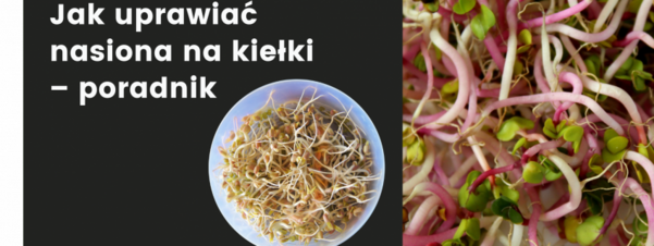 Jak uprawiać nasiona na kiełki – poradnik