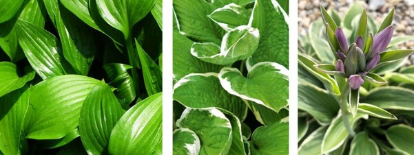 Hosty funkie - skąd bierze się ich popularność?