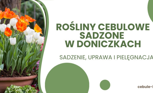 Rośliny cebulowe sadzone w doniczkach - sadzenie, uprawa, pielęgnacja