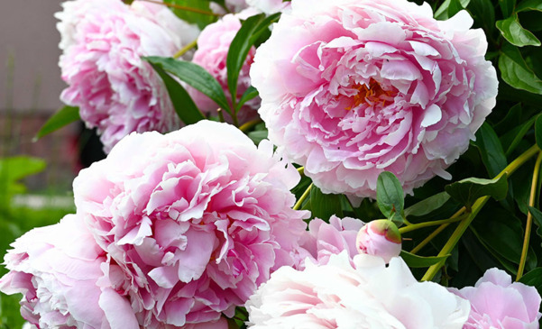 Rodzaje piwonii - chińskie, drzewiaste i doniczkowe