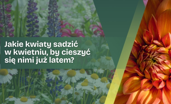 Jakie kwiaty sadzić w kwietniu, by cieszyć się nimi już latem?
