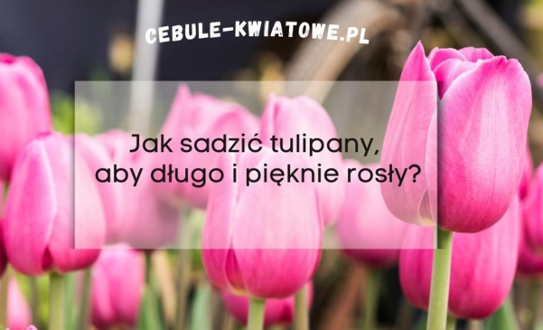 Jak sadzić tulipany aby długo i pięknie rosły?