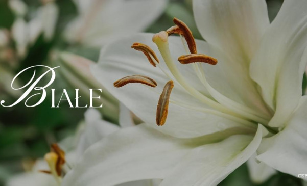 Lilie w odcieniach koloru białego