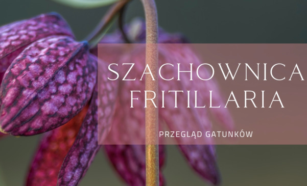 Szachownica (Fritillaria) - przegląd gatunków