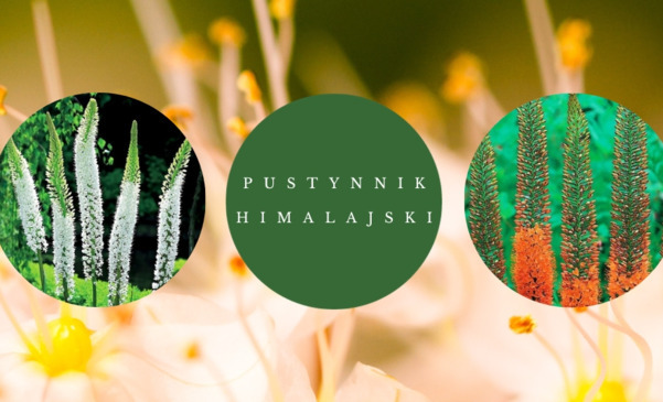 Pustynnik himalajski - sadzenie, uprawa i pielęgnacja