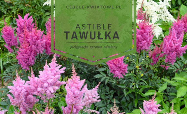 Tawułka-astible - pielęgnacja, uprawa, odmiany
