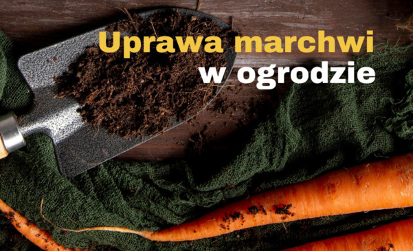 Uprawa marchwi w ogrodzie - jak sadzić i jaką odmianę marchwi wybrać?