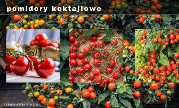 Pomidory koktajlowe - ulubione odmiany, sadzenie i pielęgnacja